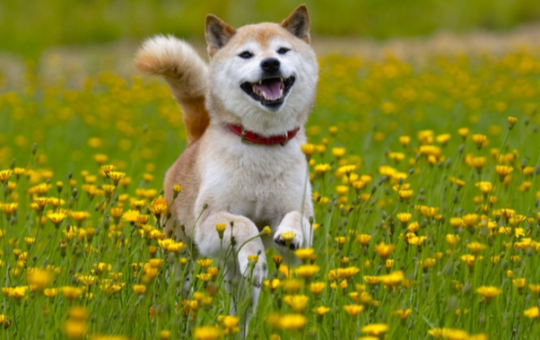 Shiba Inu looks to bounce after another dip