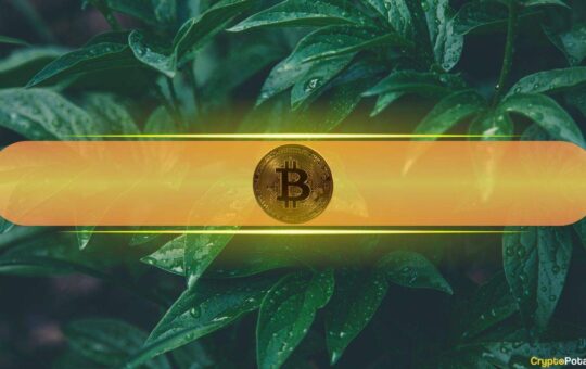 Here’s How Many Bitcoin Wallets Are Currently in Profit as BTC Soars Above $57K: IntoTheBlock