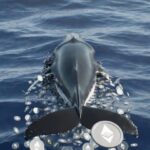 Ethereum whale Trend Research unwinds ETH position as losses reach $747M